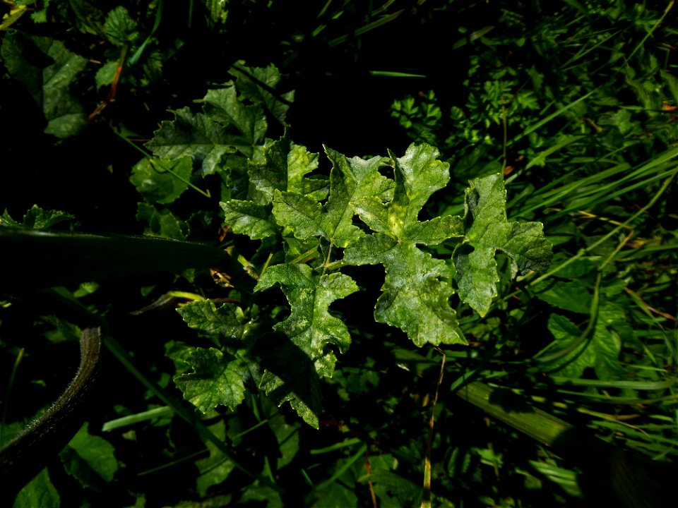 Heracleum sphondylium L., 1753