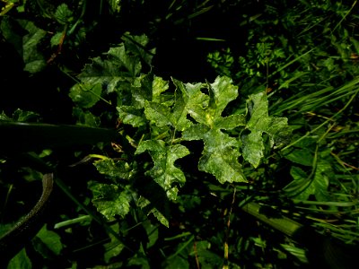 Heracleum sphondylium L., 1753