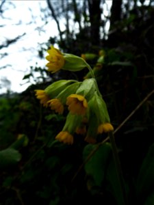 Primula veris L., 1753