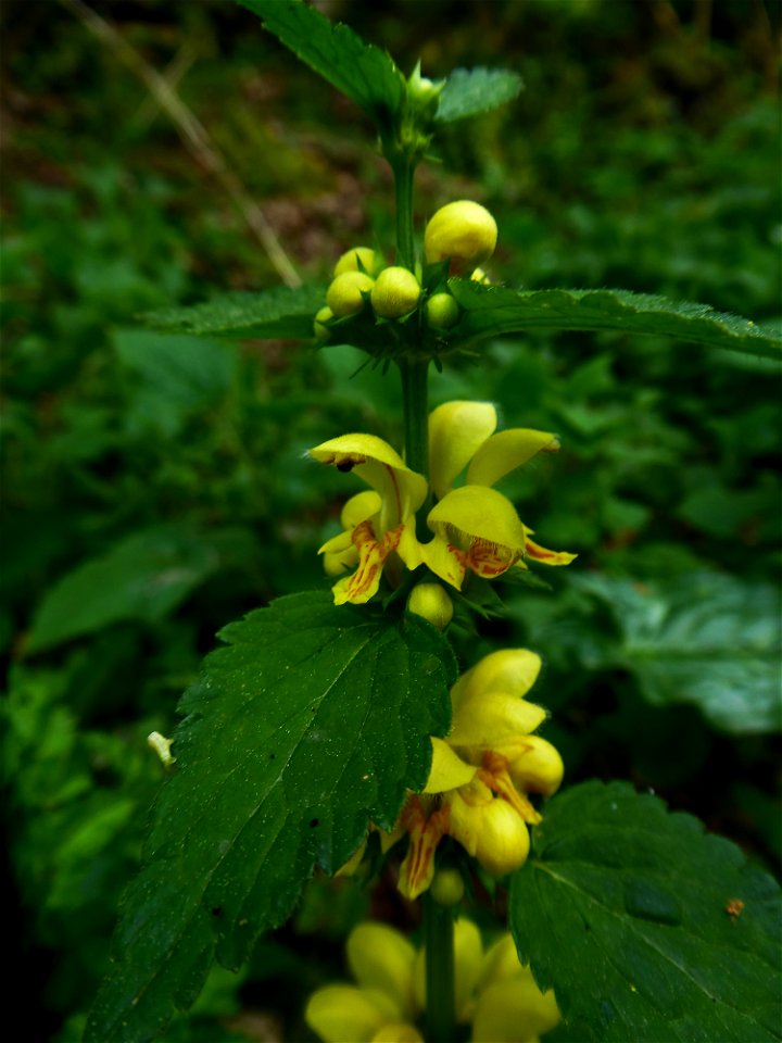 Lamium galeobdolon subsp. montanum (Pers.) Hayek, 1929