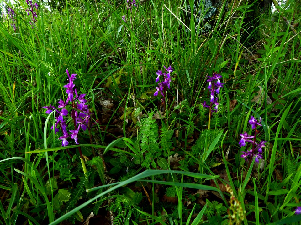 Orchis mascula (L.) L., 1755