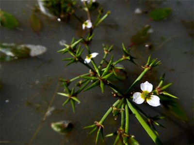 Damasonium alisma Mill., 1768