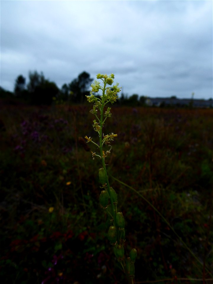 Reseda lutea L., 1753