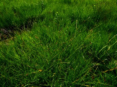 Carex hostiana DC., 1813