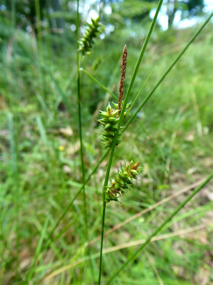 Carex hostiana DC., 1813