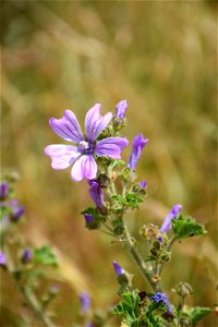 Malva sylvestris L., 1753