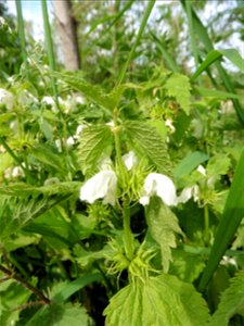 Lamium album L., 1753