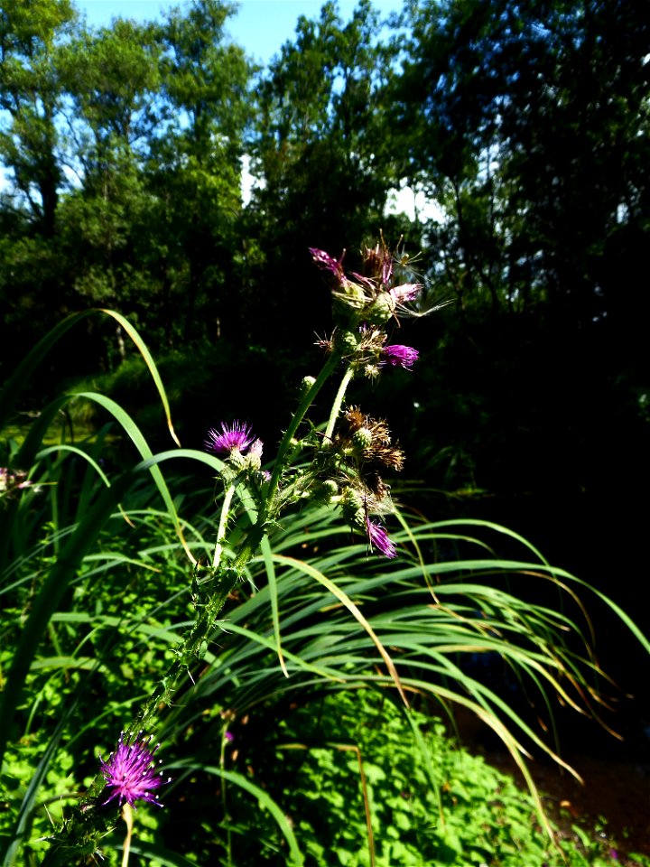 Cirsium palustre (L.) Scop., 1772
