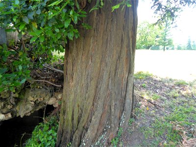 Sequoia sempervirens (D.Don) Endl., 1847
