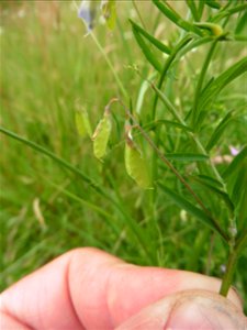 Ervum gracile (Loisel.) DC., 1813