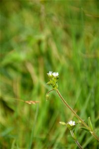 Cerastium glomeratum Thuill., 1799