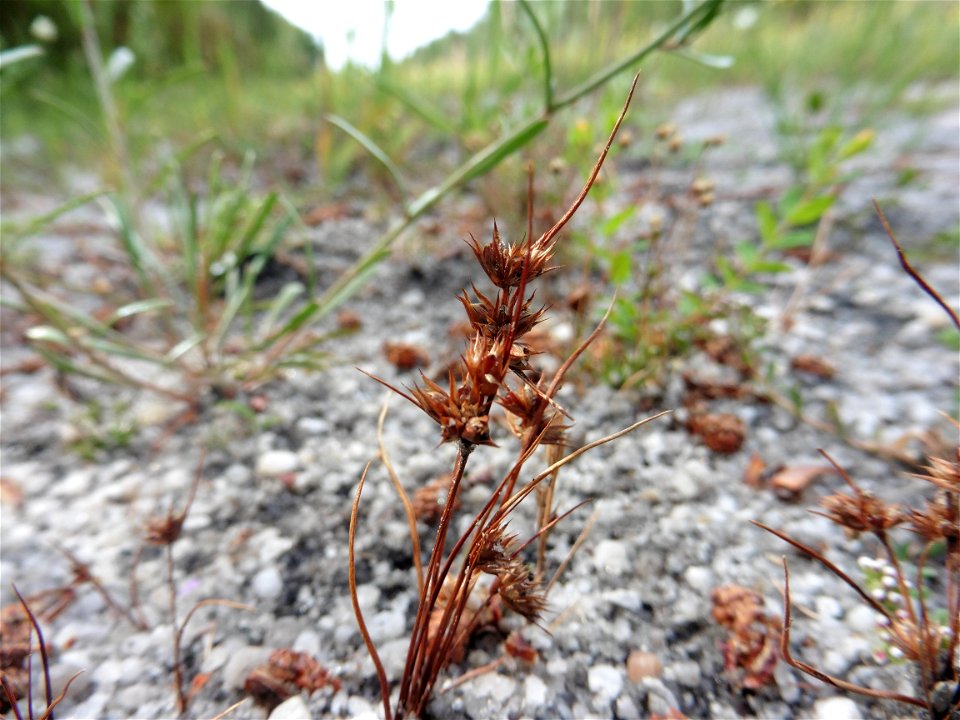 Juncus capitatus Weigel, 1772