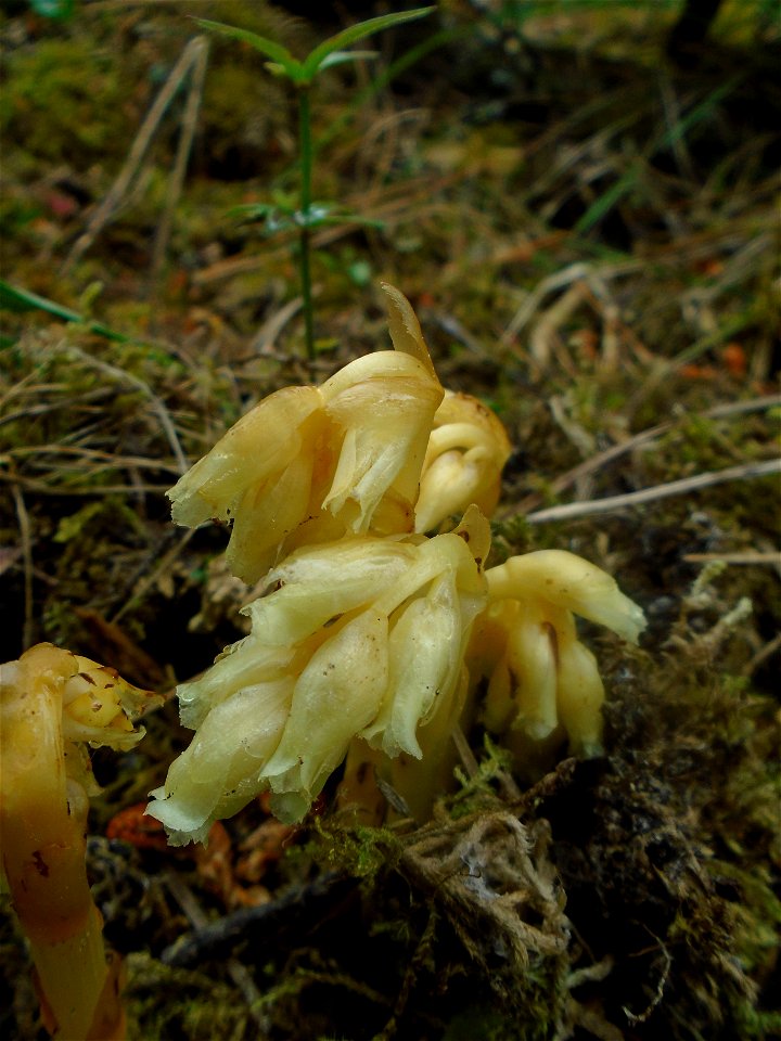 Monotropa hypopitys L., 1753