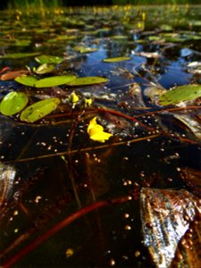 Utricularia australis R.Br., 1810