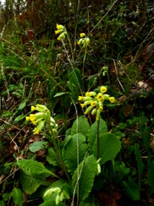Primula veris L., 1753