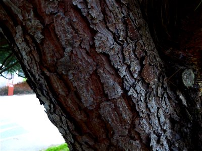 Pinus pinea L., 1753