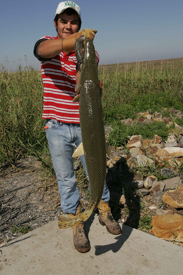 Angler boy fang