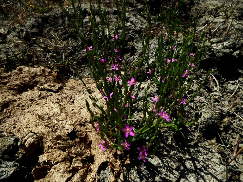 Schenkia spicata (L.) G.Mans., 2004