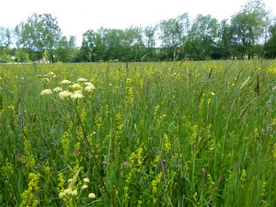 Prairie mésohygrophile remarquable