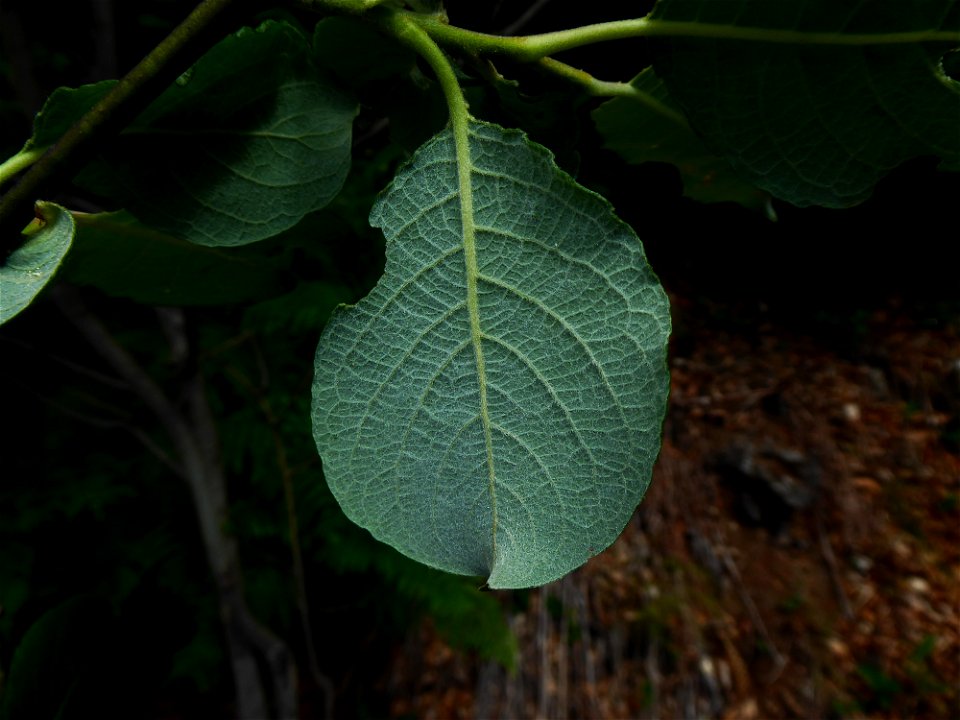 Salix caprea L., 1753