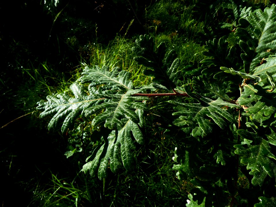 Quercus pyrenaica Willd., 1805