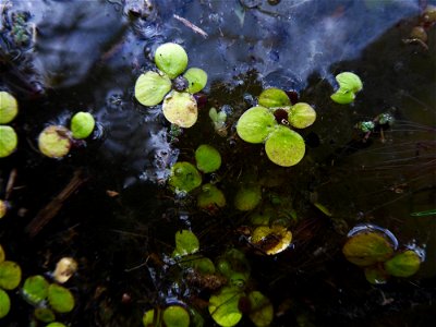 Spirodela polyrhiza (L.) Schleid., 1839