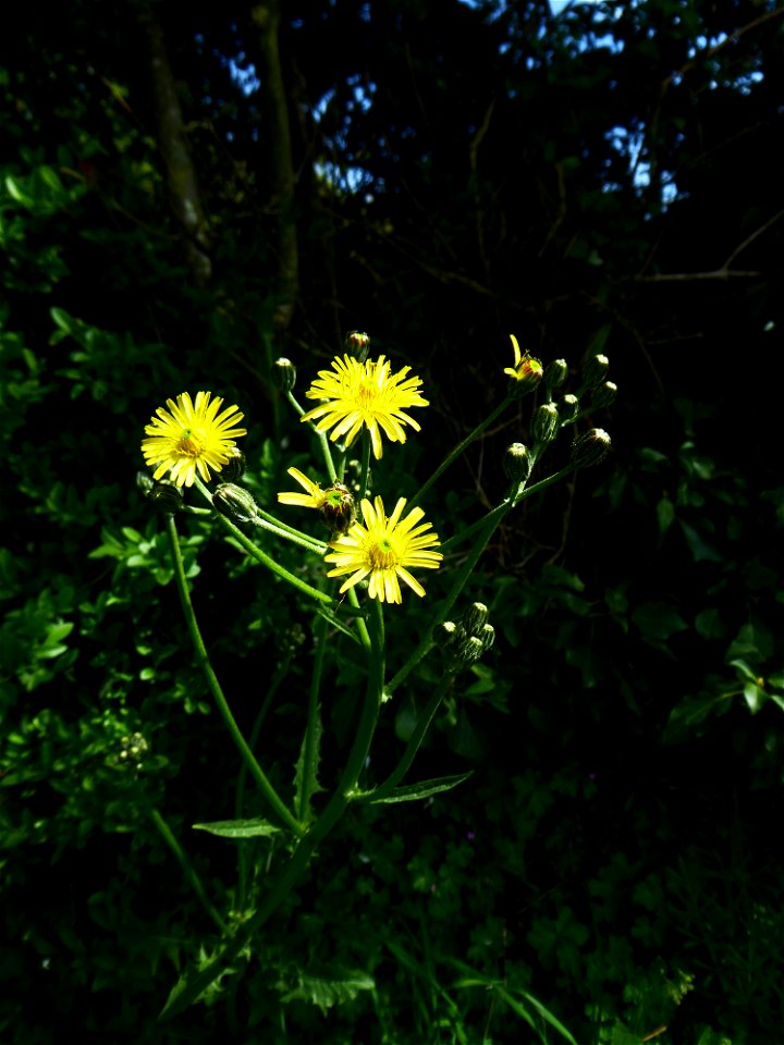 Crepis vesicaria subsp. taraxacifolia (Thuill.) Thell., 1914