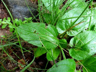 Prunella grandiflora (L.) Scholler, 1775