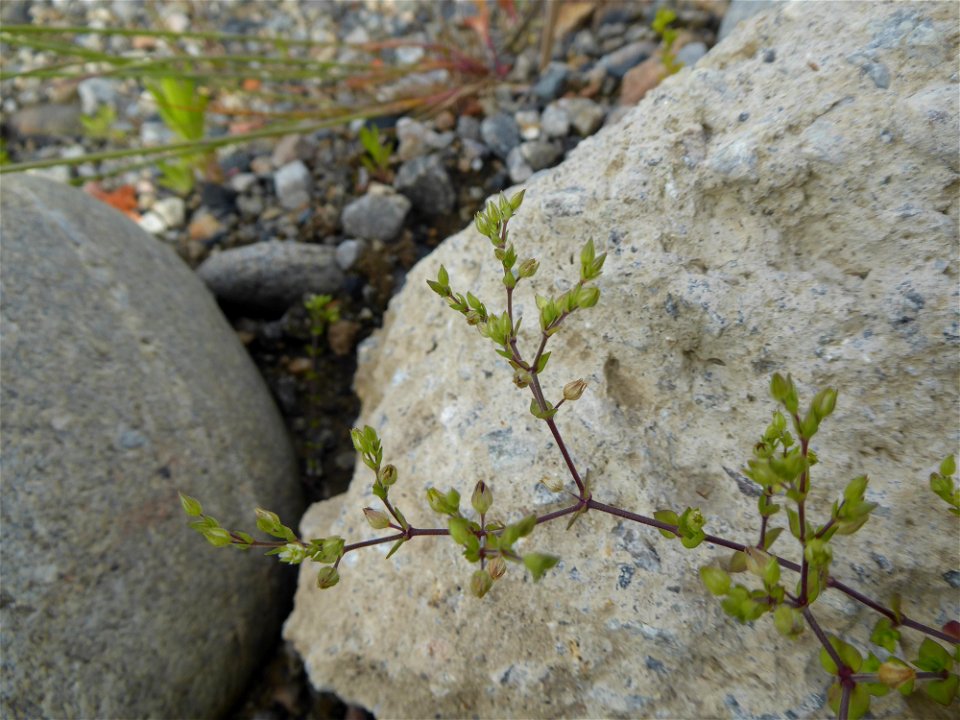 Arenaria serpyllifolia L., 1753