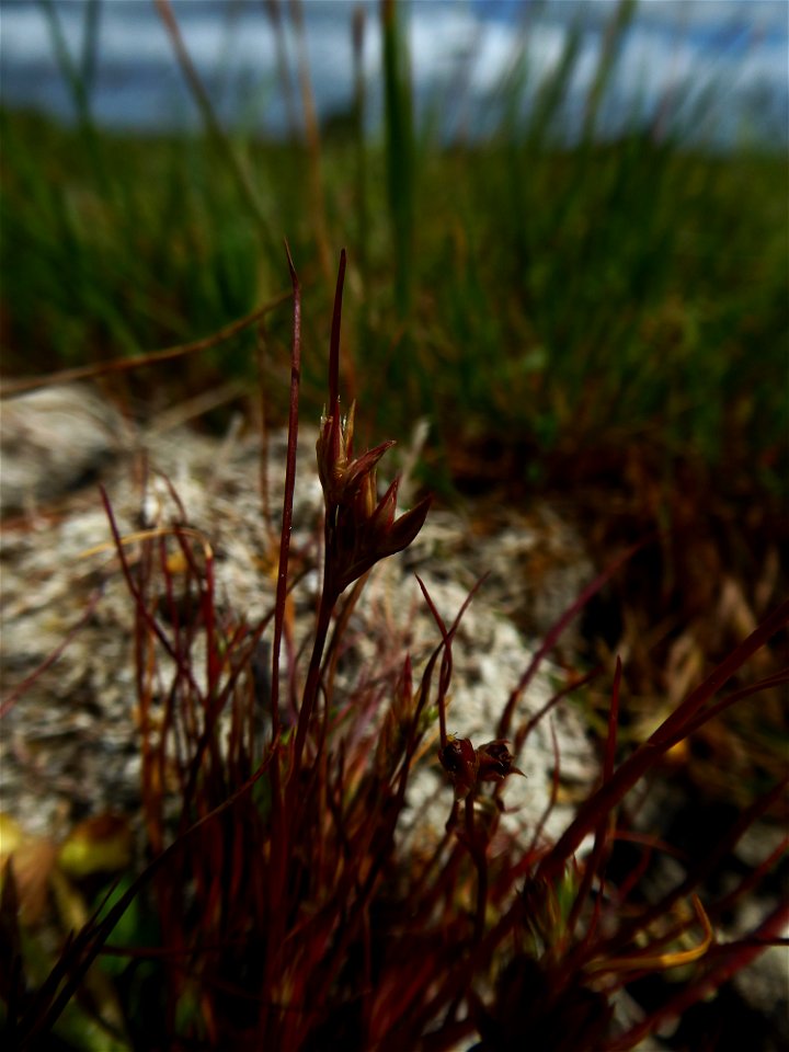 Juncus ranarius Songeon & E.P.Perrier, 1860