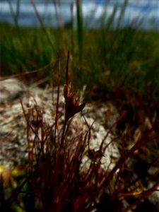 Juncus ranarius Songeon & E.P.Perrier, 1860