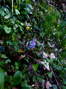 Corydalis solida (L.) Clairv., 1811
