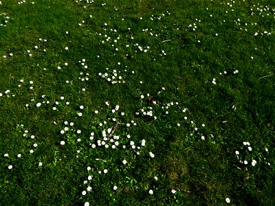 Bellis perennis L., 1753