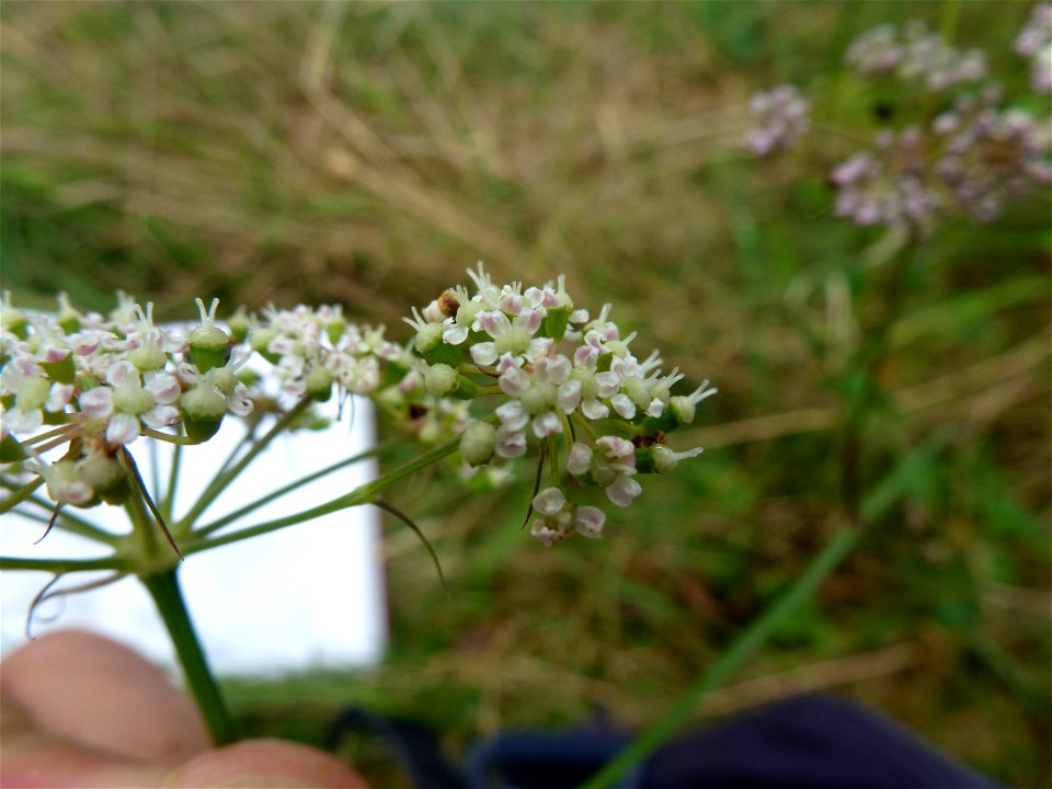 Peucedanum gallicum Latourr., 1785