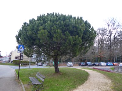 Pinus pinea L., 1753