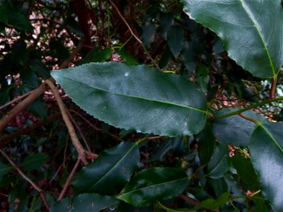 Prunus L., 1753