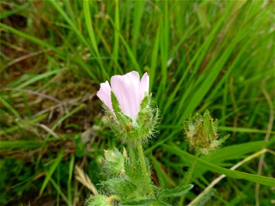 Malva setigera Spenn., 1829