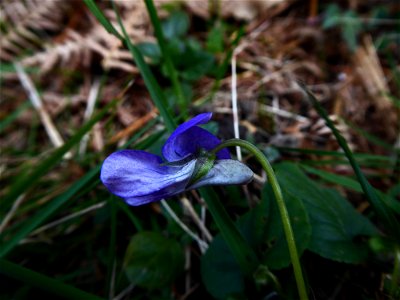 Viola riviniana Rchb., 1823
