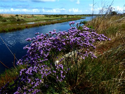 Limonium vulgare Mill., 1768