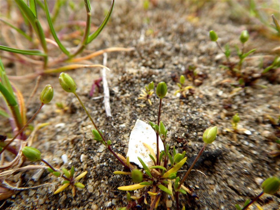 Sagina maritima G.Don, 1810