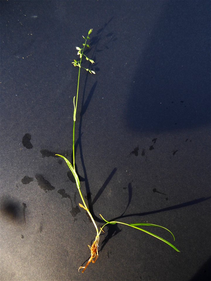 Poa annua L., 1753
