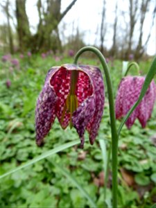 Fritillaria meleagris L., 1753