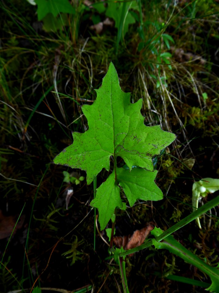 Lactuca muralis (L.) Gaertn., 1791