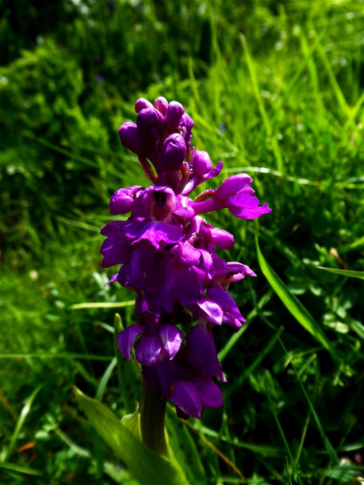 Orchis mascula (L.) L., 1755