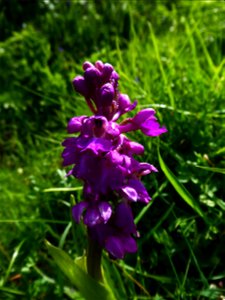 Orchis mascula (L.) L., 1755