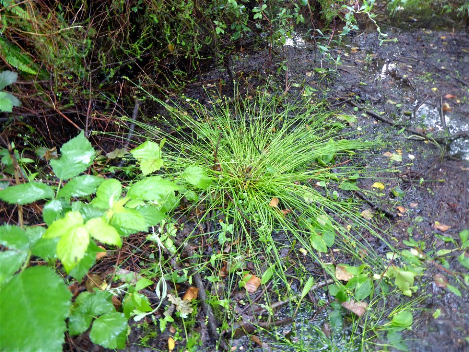 Carex echinata Murray, 1770