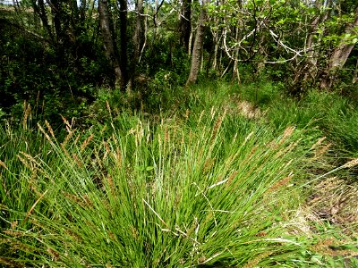 Carex paniculata L., 1755
