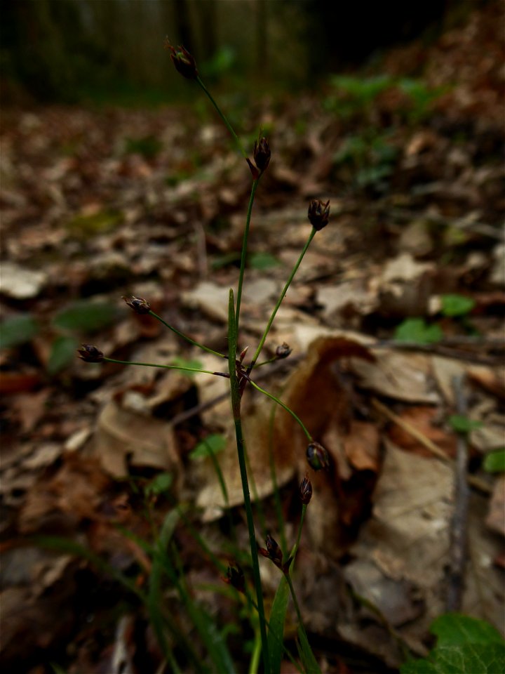 Luzula cf. pilosa (L.) Willd., 1809
