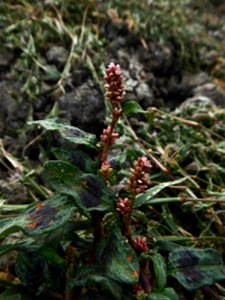 Persicaria lapathifolia (L.) Delarbre, 1800