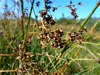 Cladium mariscus (L.) Pohl, 1809